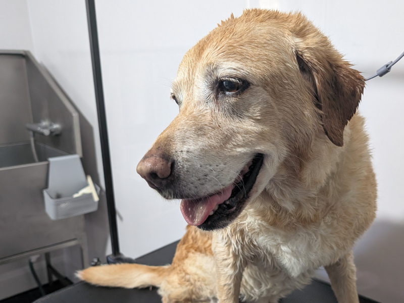Dog grooming
