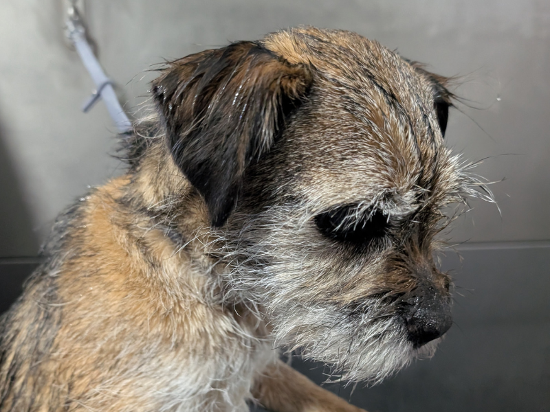 Dog grooming