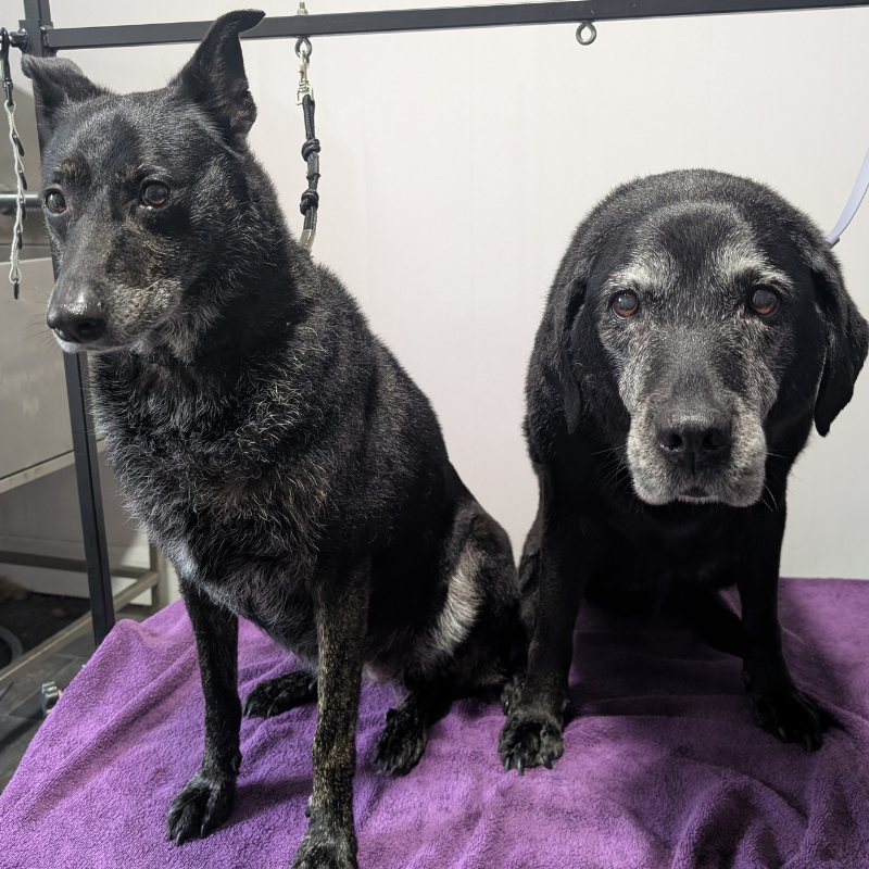 Black Labs