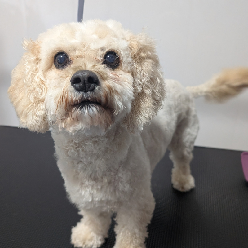 Zoe